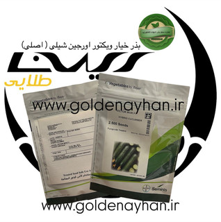بذر خیار ویکتور اف یک victor mvr f1 عددی 2500